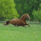 Pferd mit Frühlingsgefühlen...