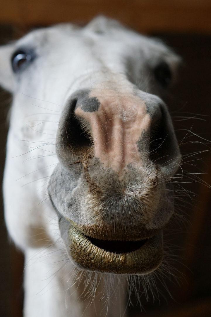 Pferd mit Lippenstift oder eher Schmutzfink