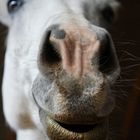 Pferd mit Lippenstift oder eher Schmutzfink