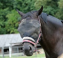 Pferd mit Maske -2-