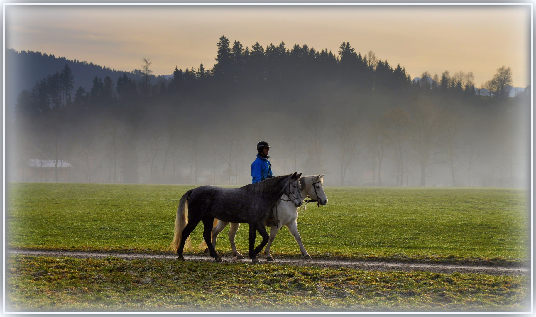 Pferd mit Nebel