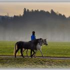 Pferd mit Nebel