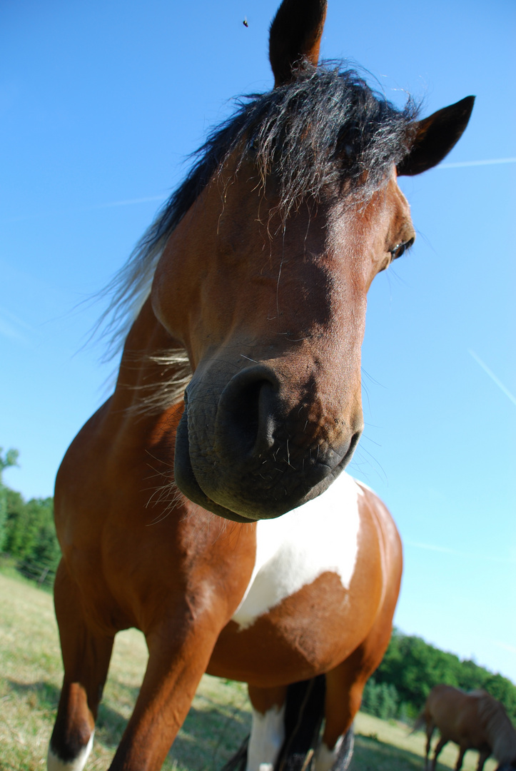 Pferd mit Pfliege