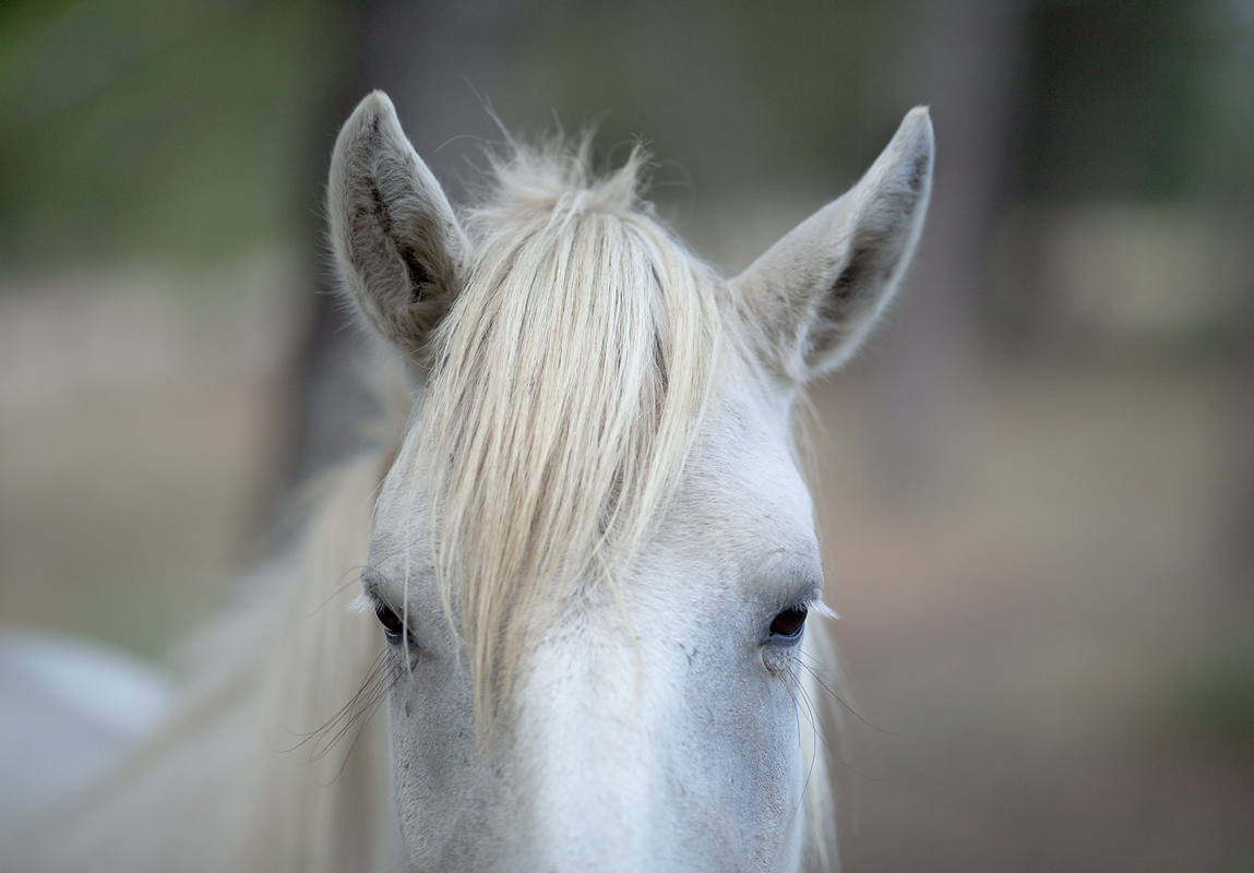 Pferd mit Pony