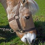 Pferd mit Pony