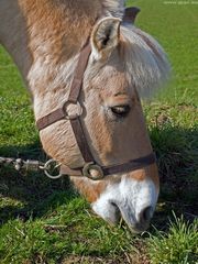 Pferd mit Pony