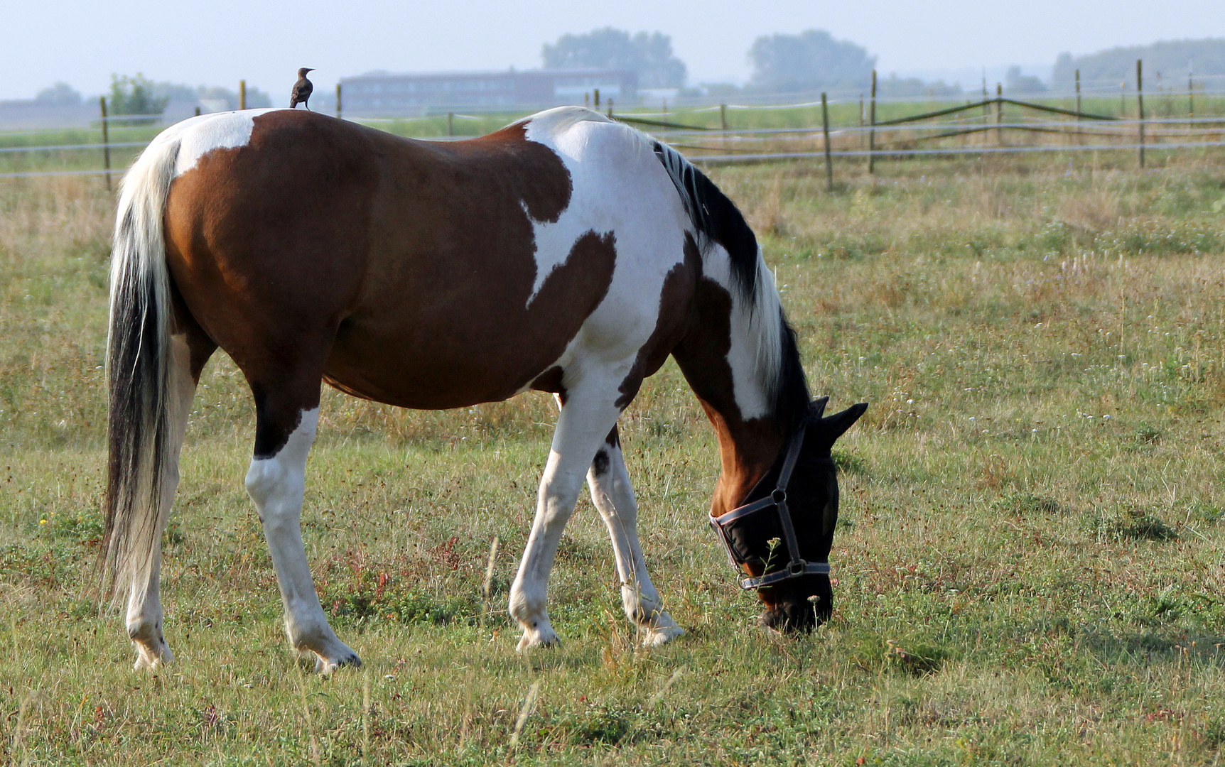 Pferd mit Reiter