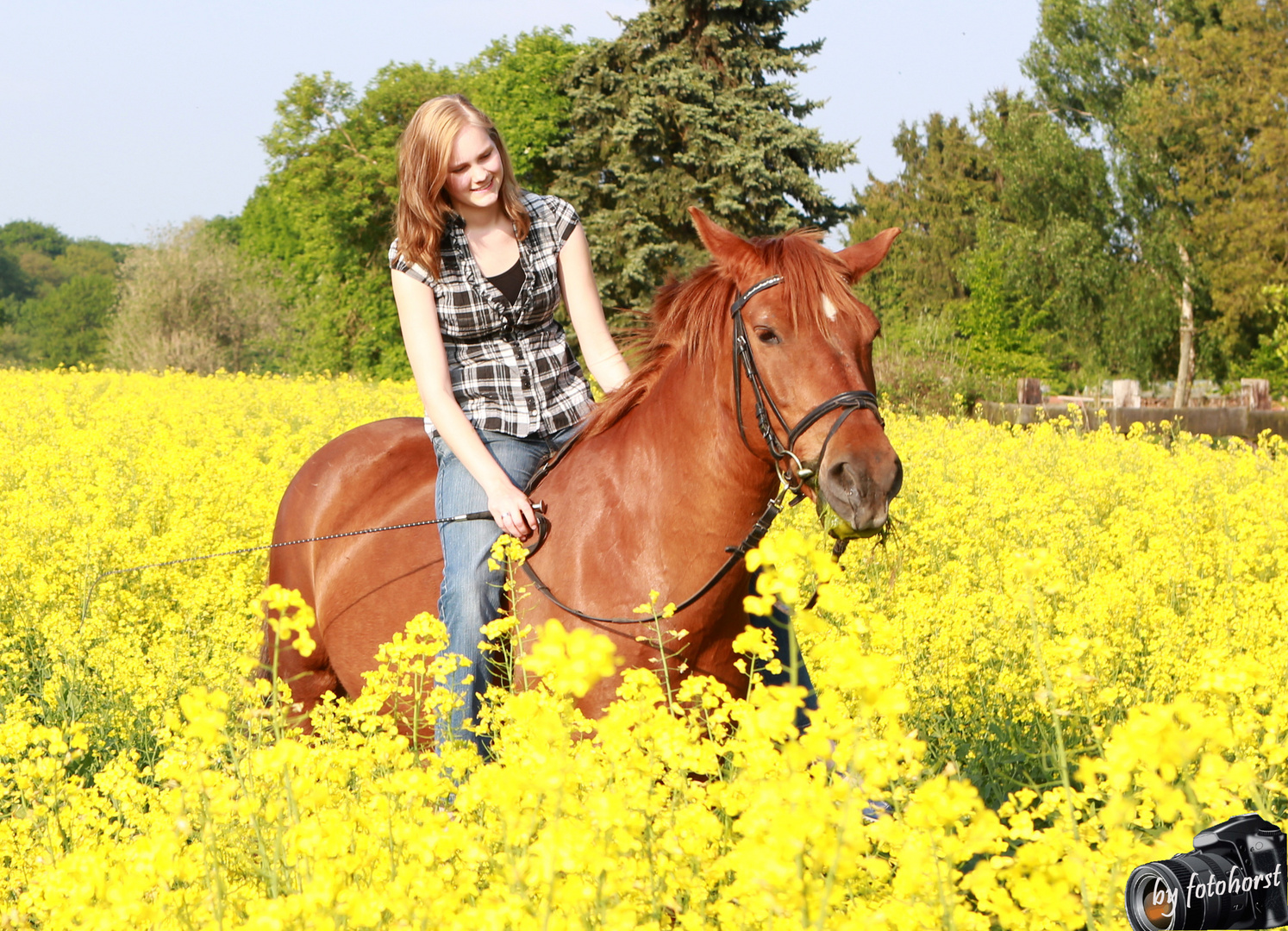 Pferd mit Reiterin im Rapsfeld Foto & Bild | anfängerecke - nachgefragt