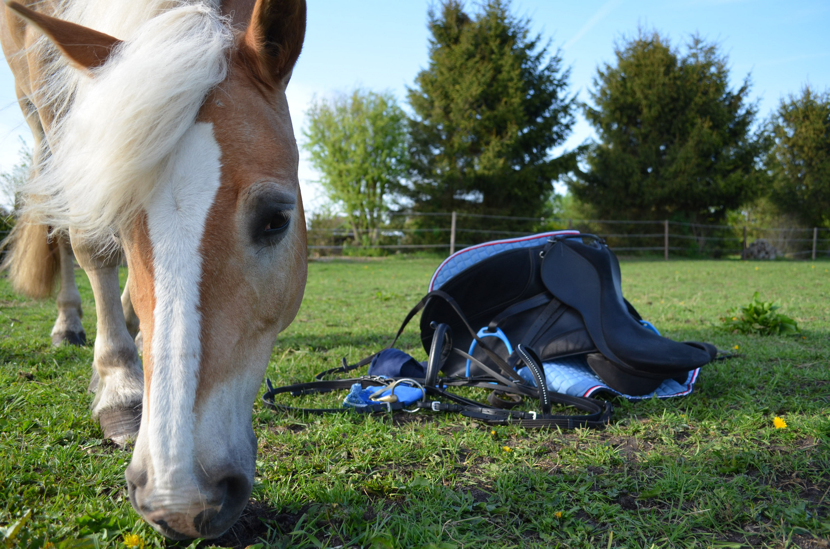 Pferd mit Sattel