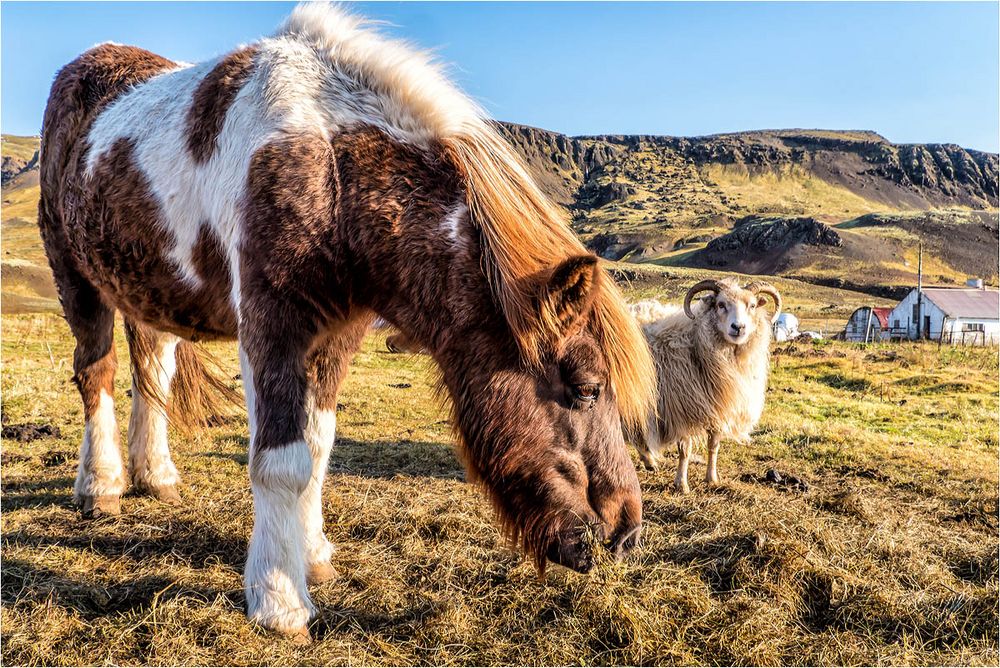 Pferd mit Schaf...