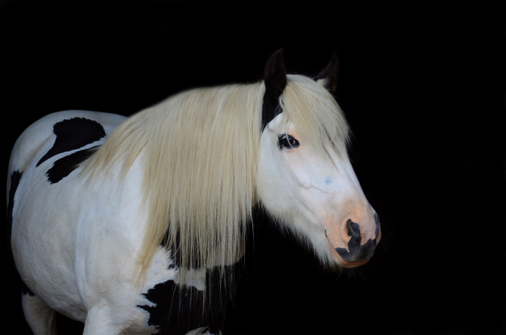 Pferd mit schwarzem Hintergrund