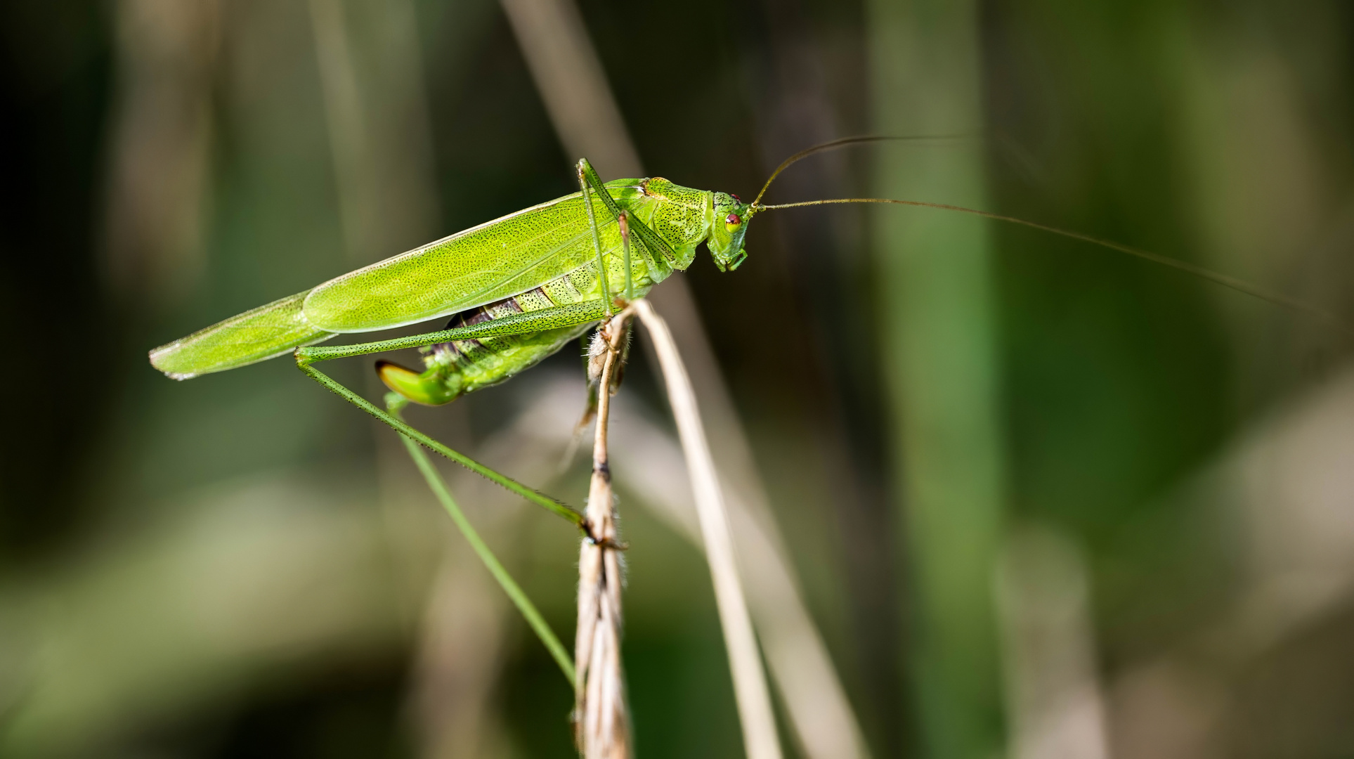 Pferd mit (teilweise) roten Augen