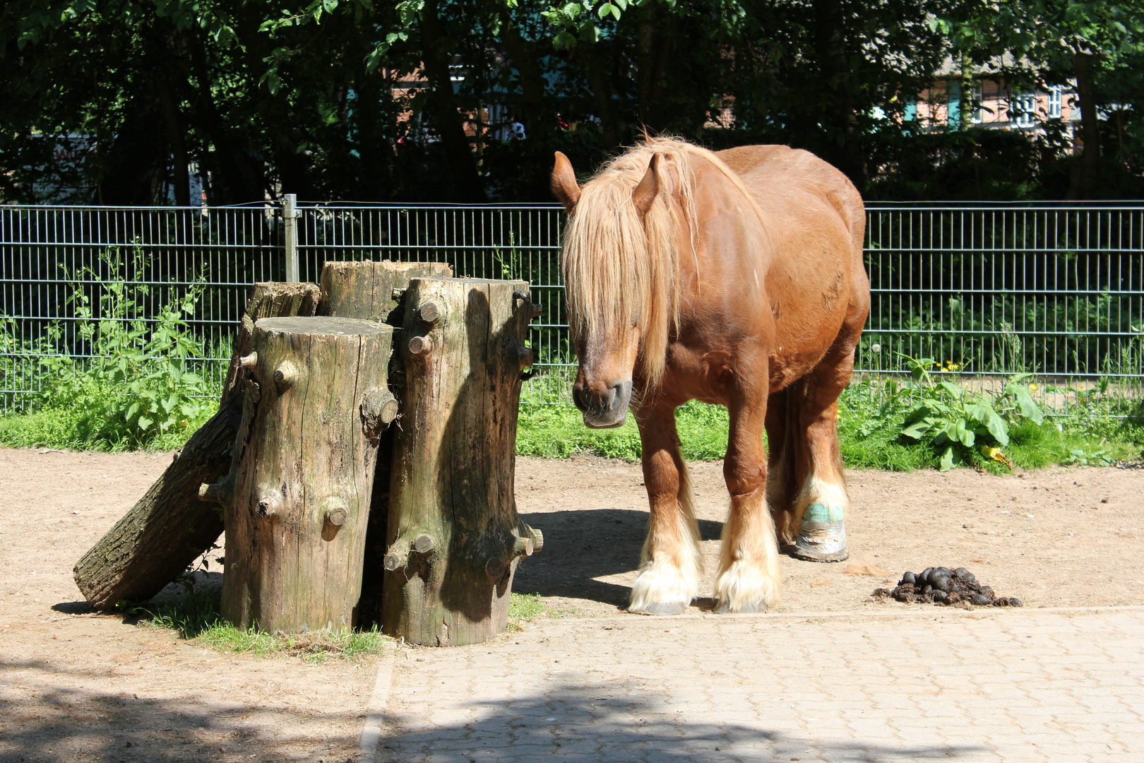 Pferd mit Verband