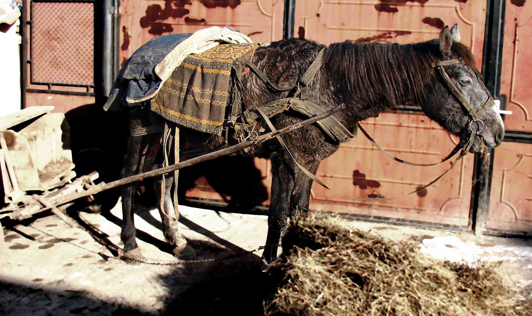 Pferd mit Wagen in Medias