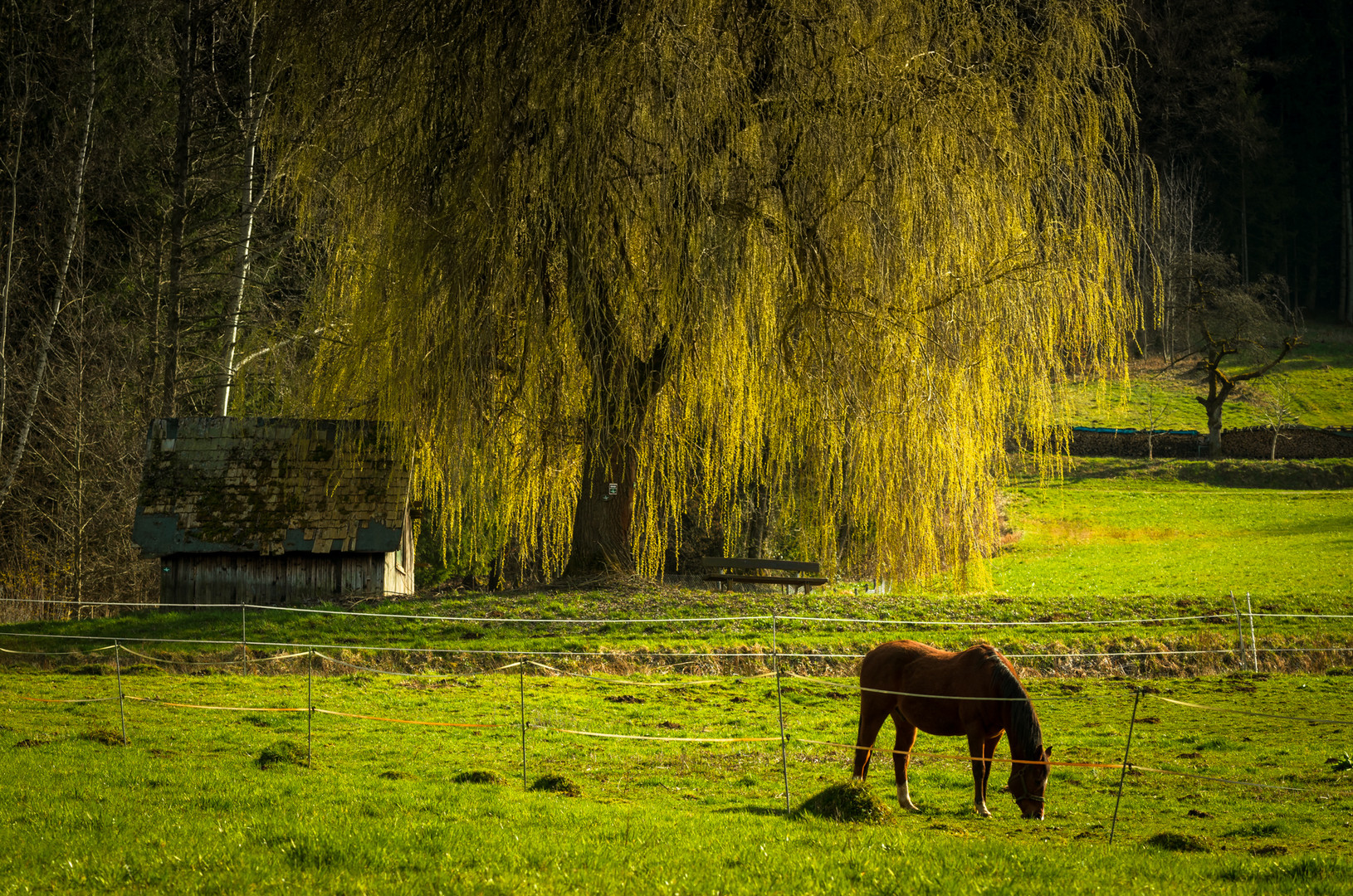 Pferd mit Weide