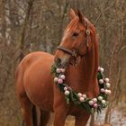 Pferd mit Weihnachtskranz, Fuchs