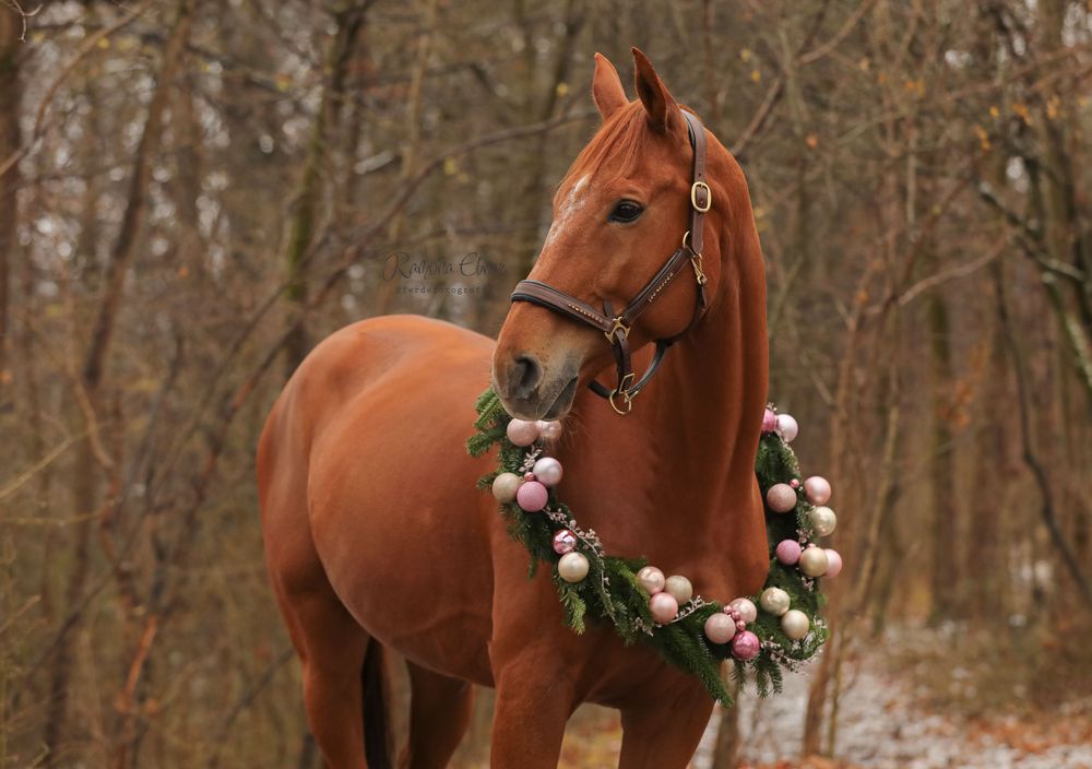 Pferd mit Weihnachtskranz, Fuchs