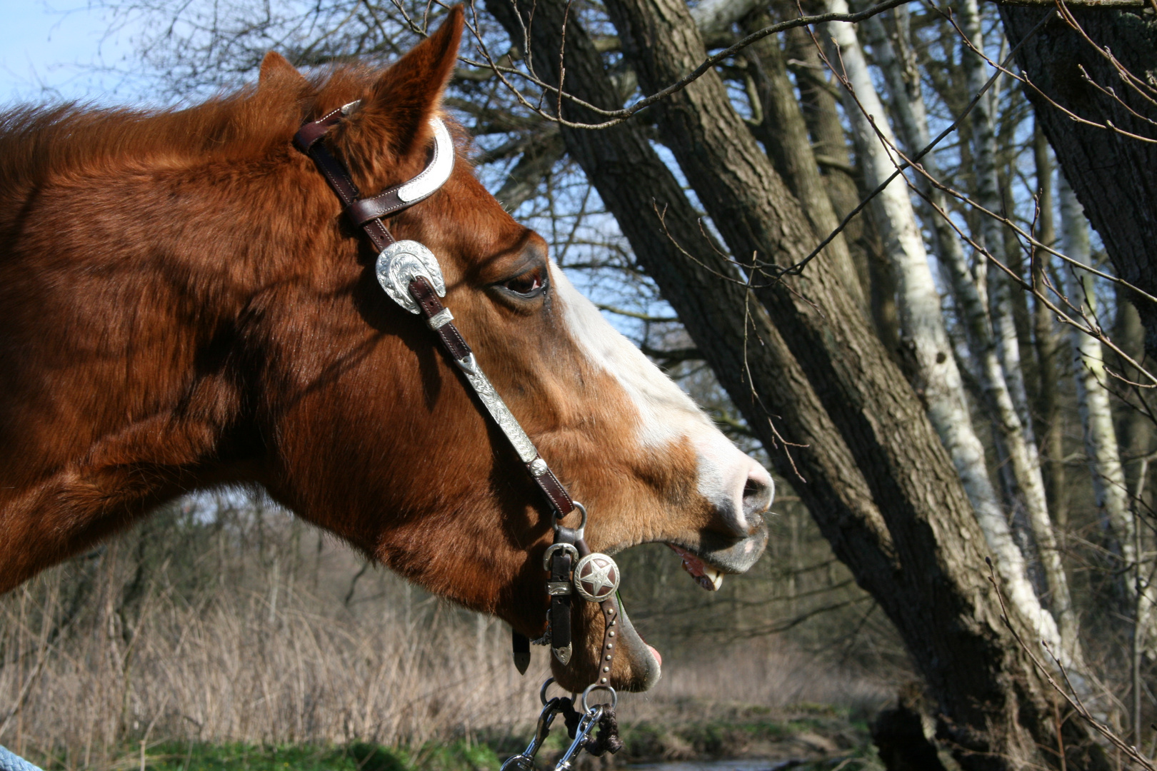 Pferd mit Westernschmuck