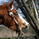 Pferd mit Westernschmuck