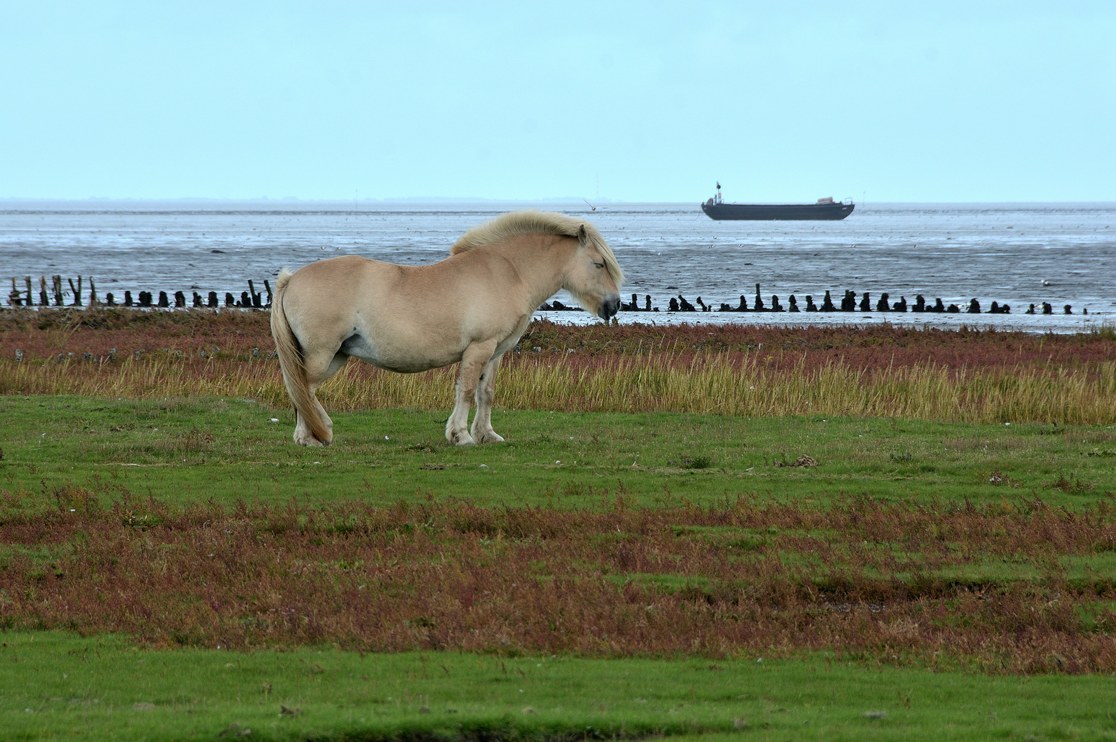 Pferd mit Wrack