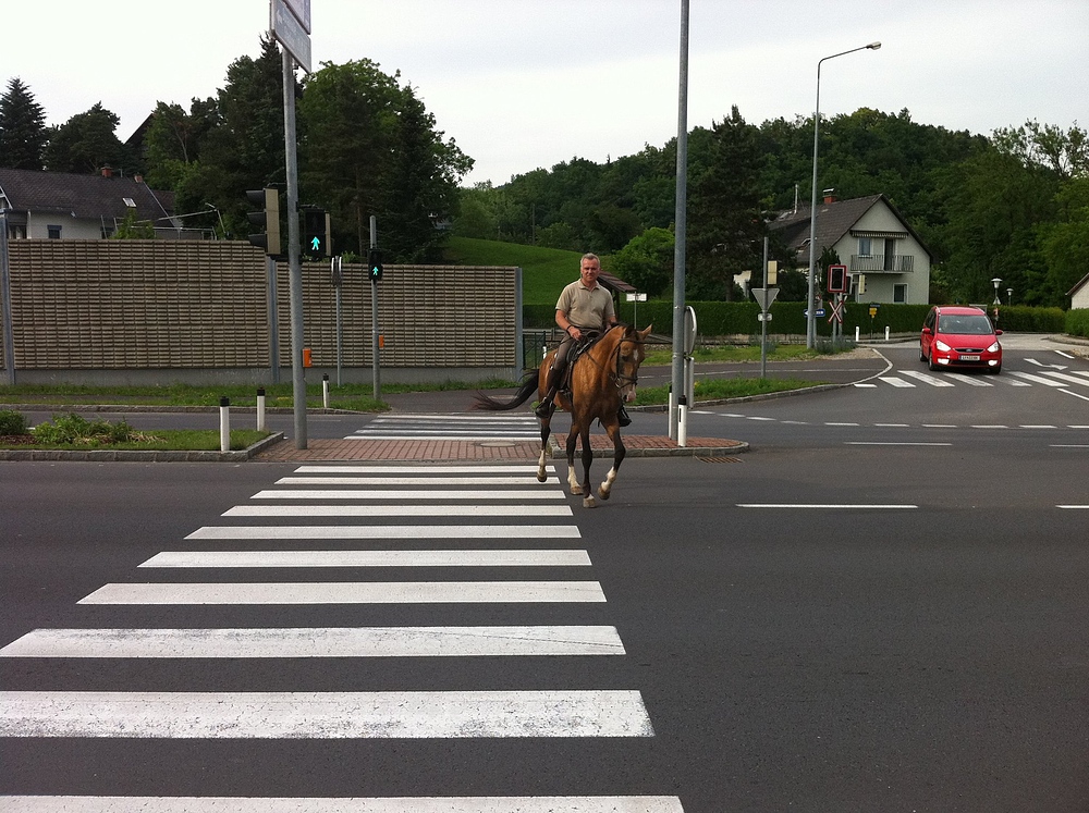 Pferd mit Zebrastreifen