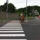 Pferd mit Zebrastreifen