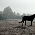 Pferd, morgens auf der Weide