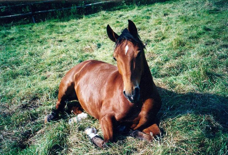 Pferd nachm Mittagsschlaf