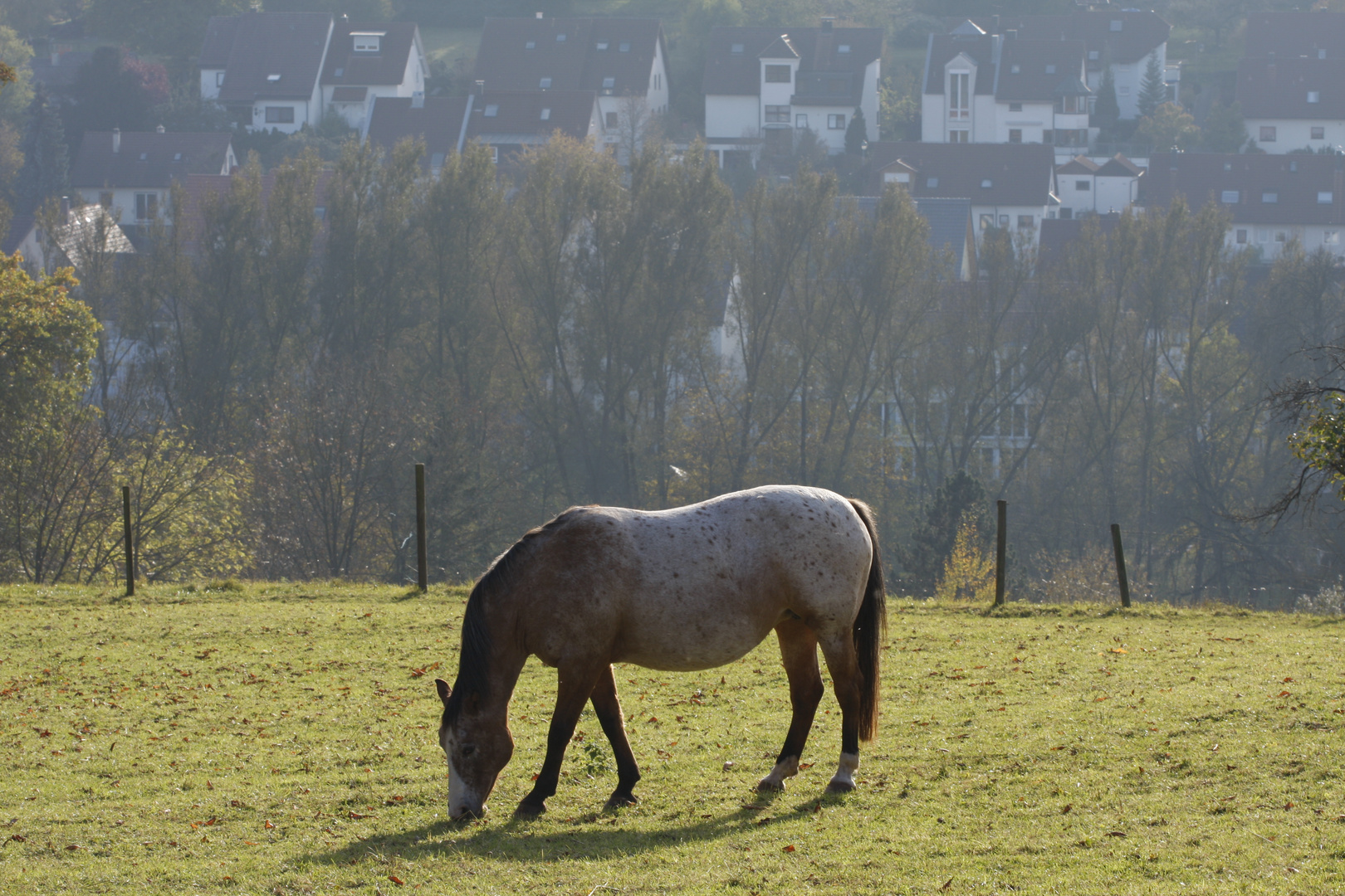 Pferd oberhalb von Scharnhausen