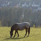 Pferd oberhalb von Scharnhausen