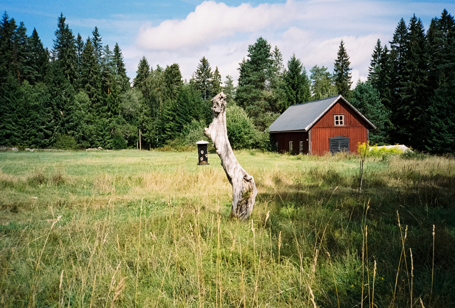 Pferd oder Baum?