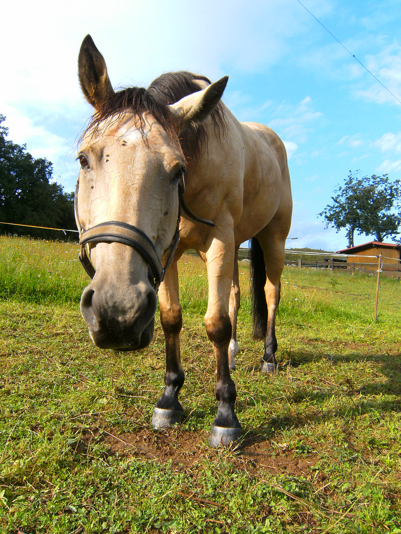 Pferd... oder doch Esel??