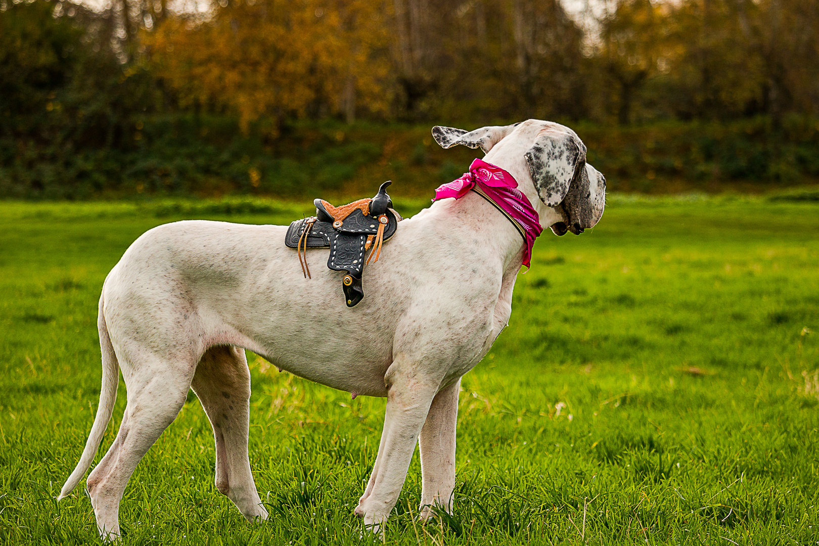 Pferd oder Hund