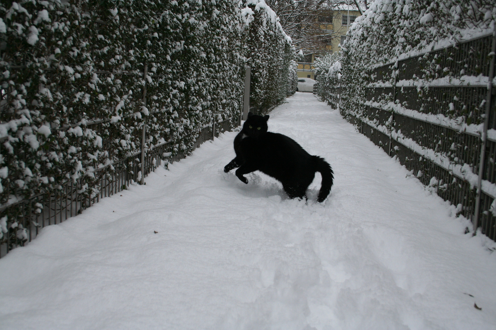 Pferd oder Kater?