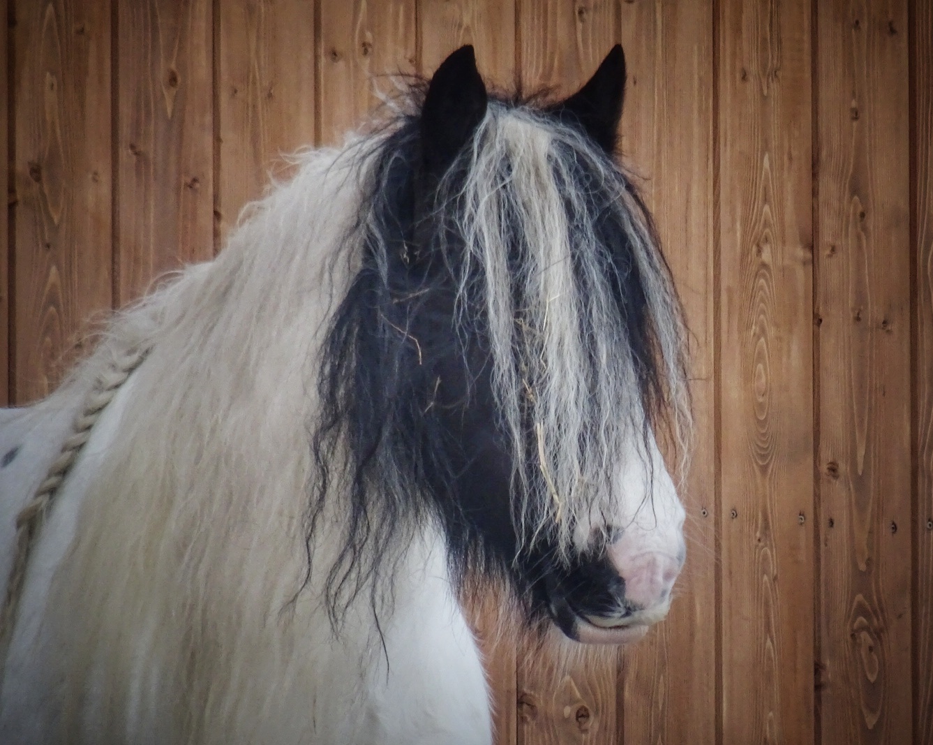 Pferd ohne Durchblick