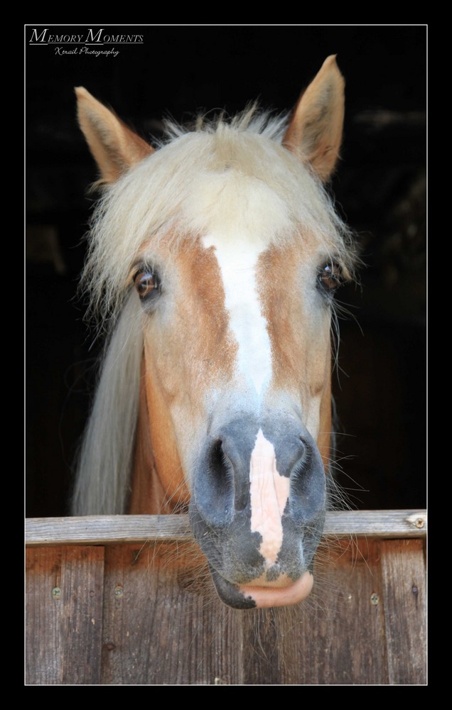 Pferd, Pferdekopf, Pferdeportraid, Stall, Pferdebox