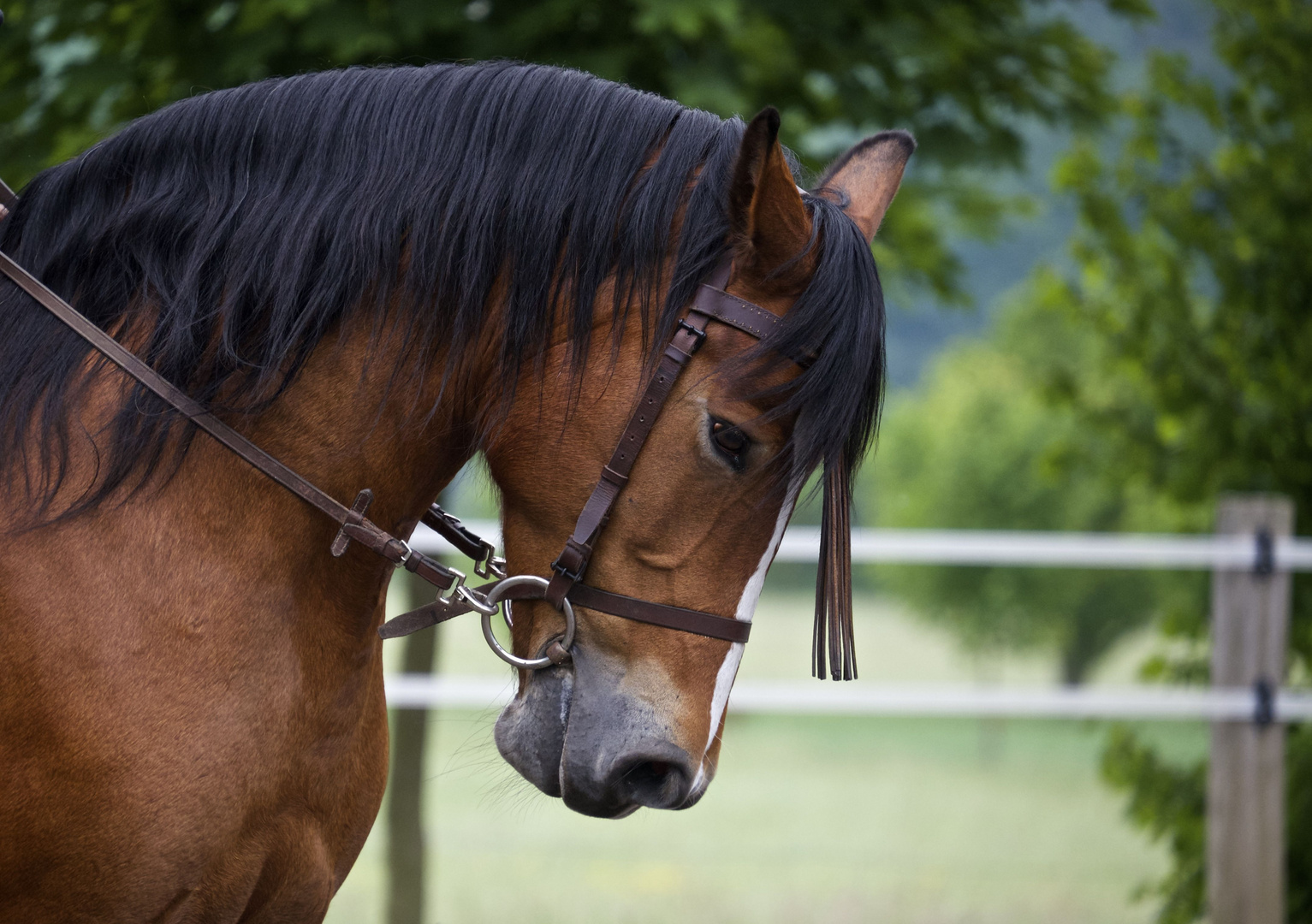 Pferd Porträt