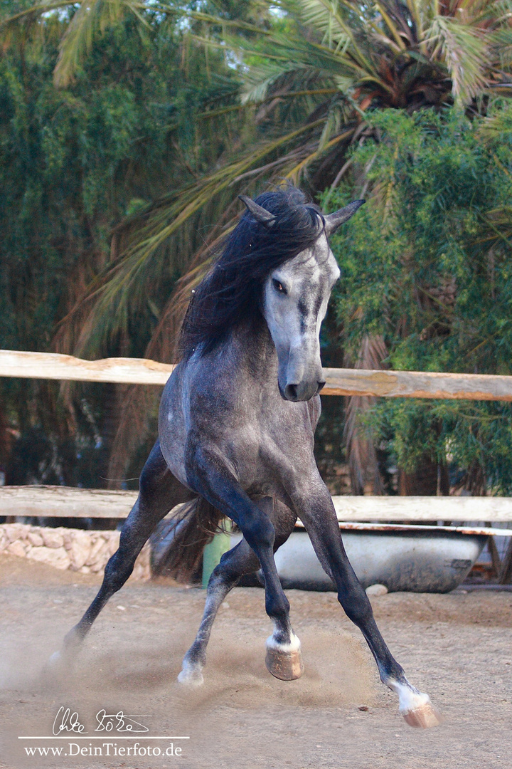 Pferd, PRE Junghengst auf Fuerteventura