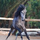 Pferd, PRE Junghengst auf Fuerteventura
