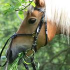 Pferd- Rast im Wald