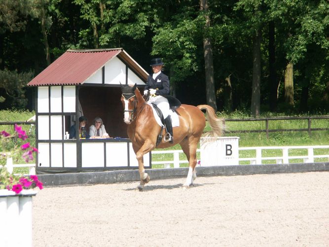 Pferd / Reiter und Richter....alle im Einsatz