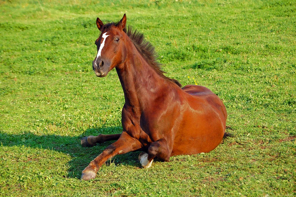 "Pferd ruht auf der Wiese"