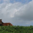 Pferd ruht aus