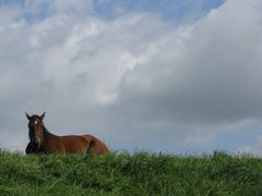 Pferd ruht aus