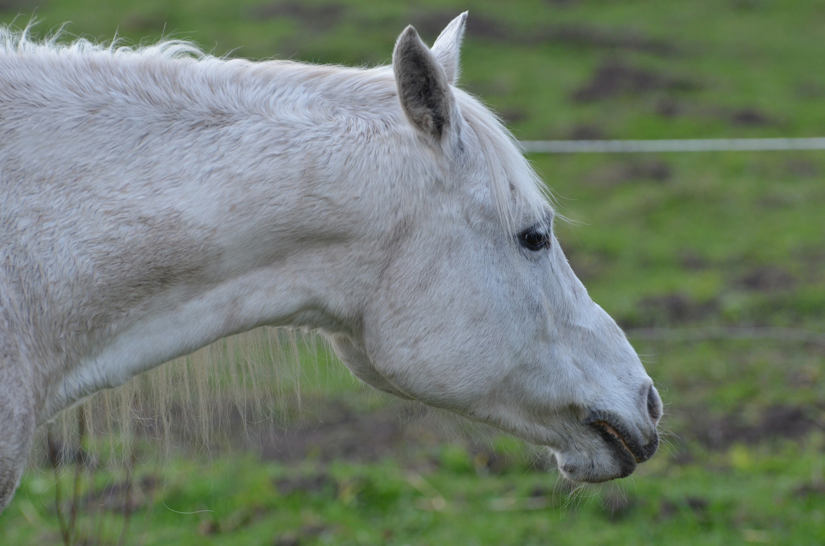 Pferd schaut ins Bild