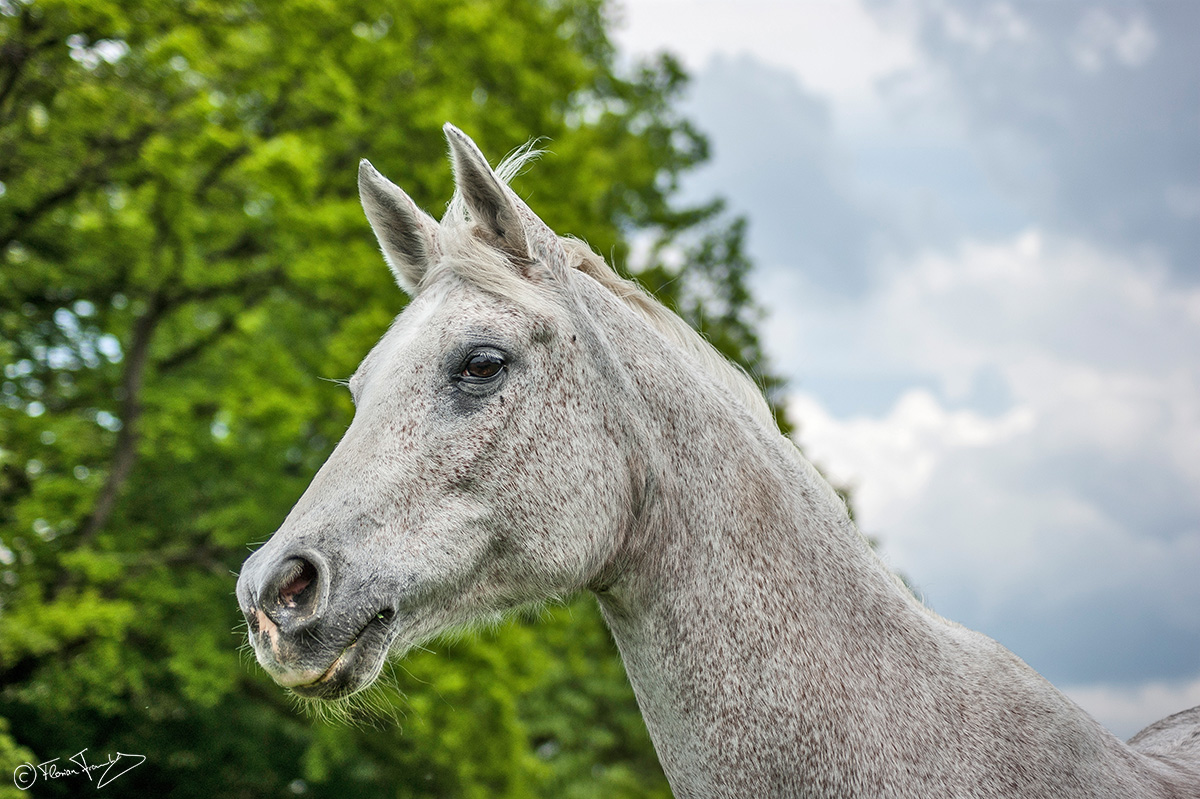 Pferd- Schimmel