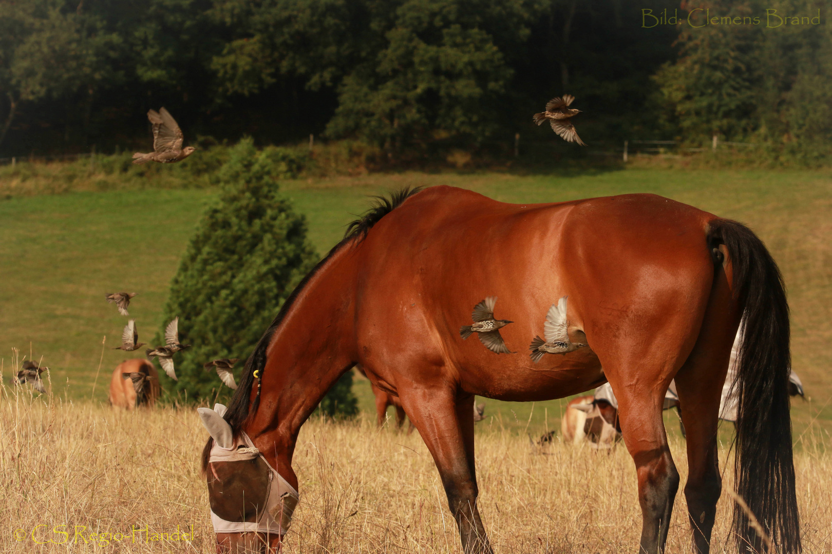 Pferd umschwärmt 