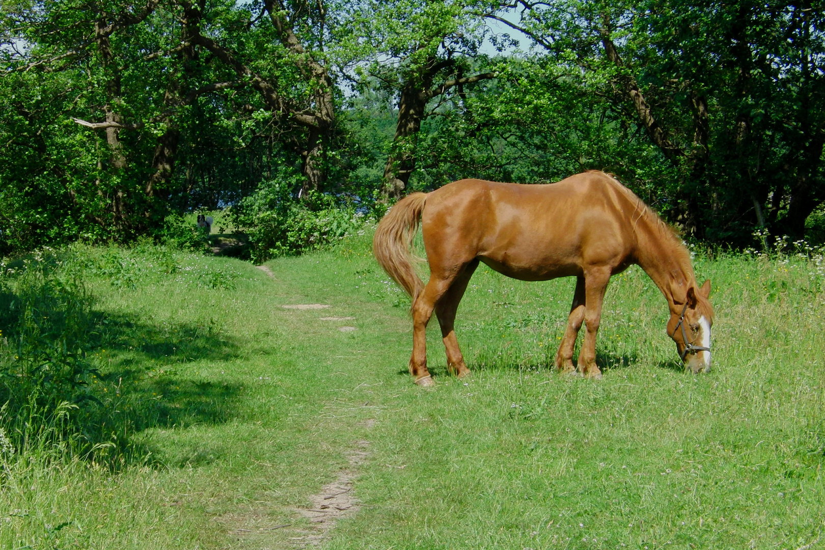 Pferd und