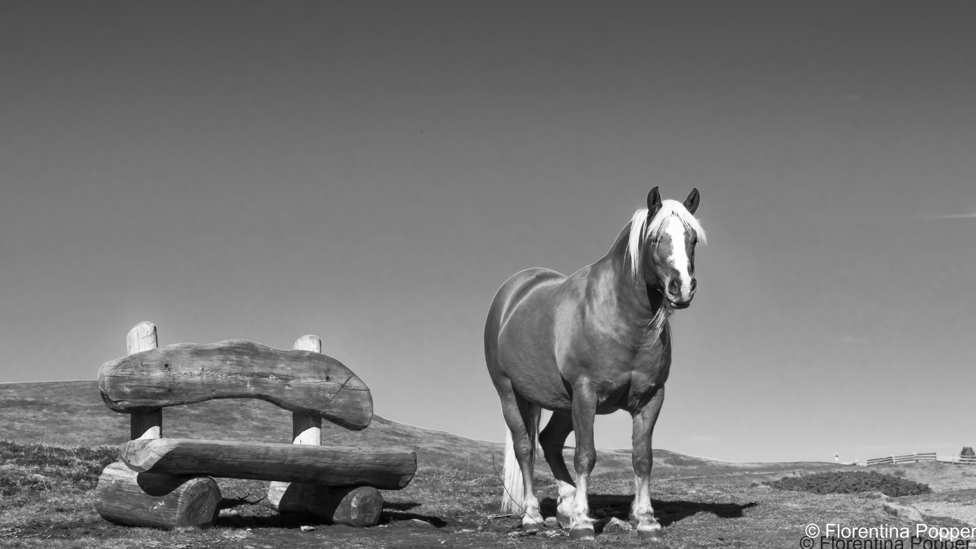 pferd und bank oder bank und pferd.... lustig