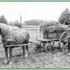 Pferd und Bauer bei der Arbeit